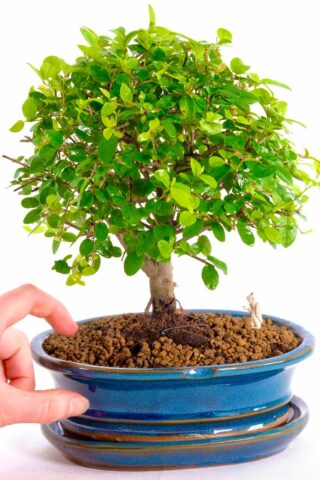Sageretia theezans premium range indoor bonsai for sale