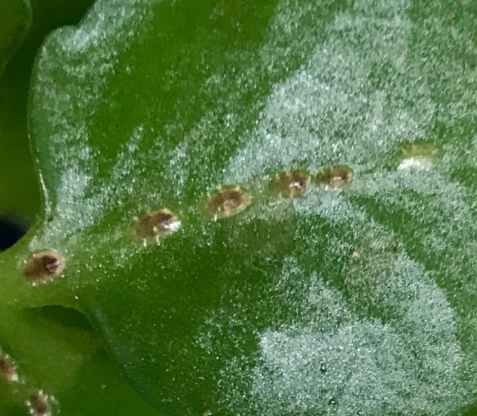 Bonsai Bugs Archives Bonsai Trees for Sale UK