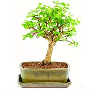 Portulacaria afra or Miniature Jade indoor bonsai tree UK