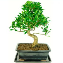 Ficus retusa indoor bonsai tree UK