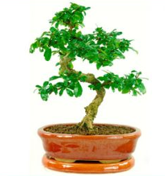 Fukien Tea Tree or Carmona microphylla bonsai tree UK