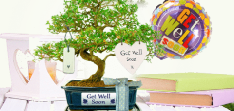 Get well soon bonsai tree gifts