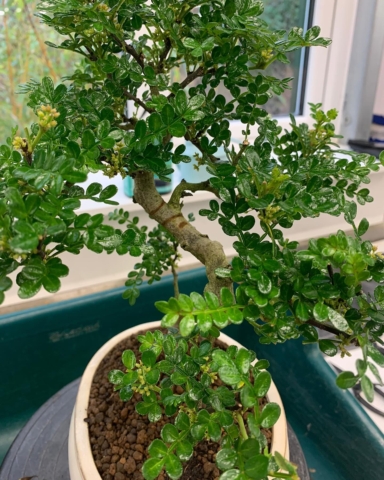 Aromatic Pepper or Zanthoxylum piperitum indoor bonsai UK