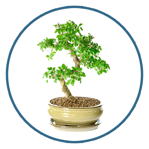 Bonsai Tree for Beginners