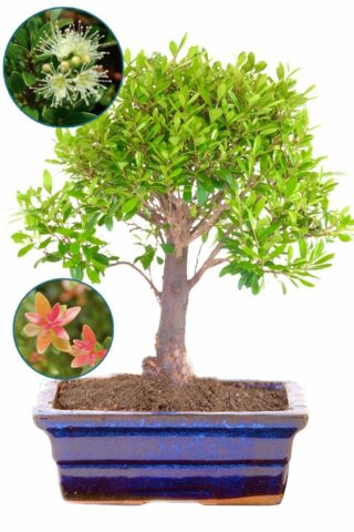 Syzygium Bonsai Tree for Indoors – Flowering Fruiting Roseapple