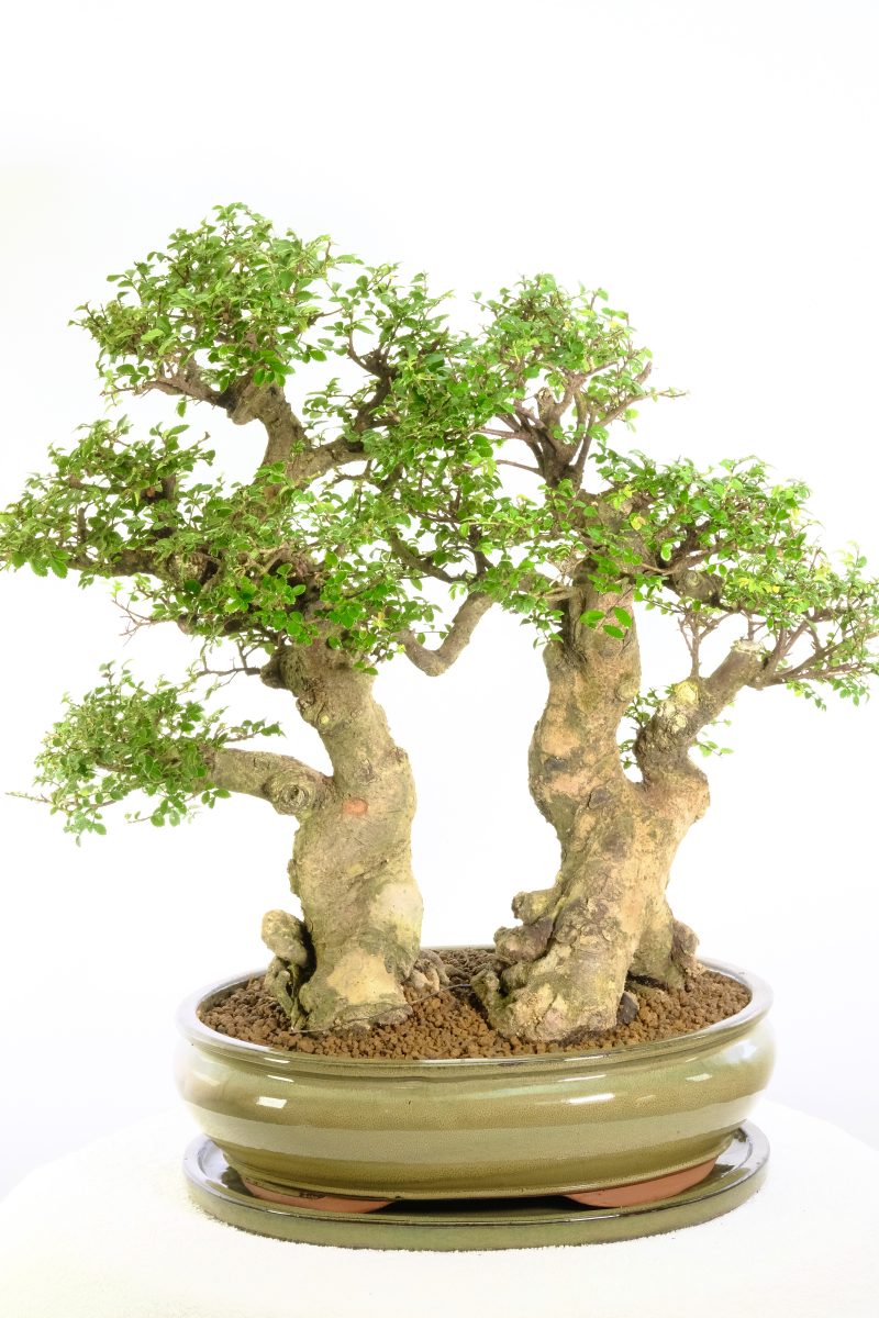 premium bonsai