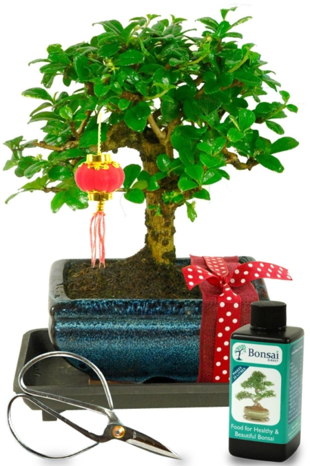 Orchard style miniature bonsai for sale for Chinese New Year
