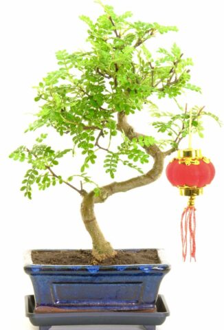 Chinese New Year bonsai gift with fragrant leaves & red lantern
