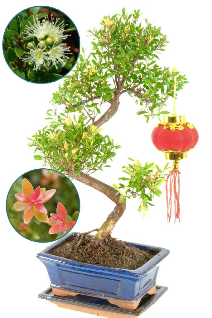 Chinese new year bonsai gift - flowering indoor Roseapple