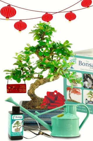 Exquisite flowering indoor bonsai for Chinese New Year