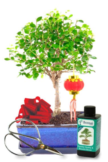 Chinese Elm indoor bonsai Chinese New Year set UK