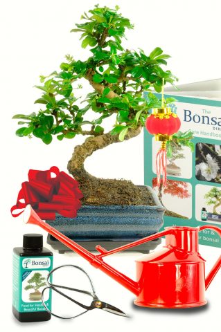 A superb and comprehensive Bonsai gift for Chinese New Year