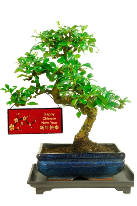 Happy Chinese New year gift with free delivery