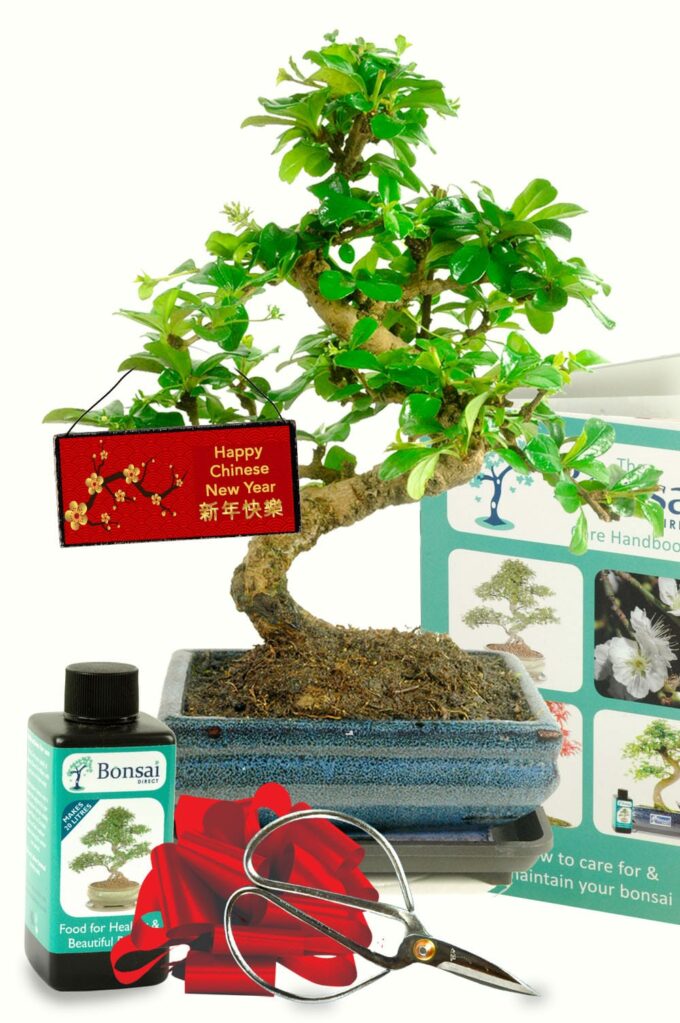 Beginners flowering Chinese New Year Tea Tree bonsai gift