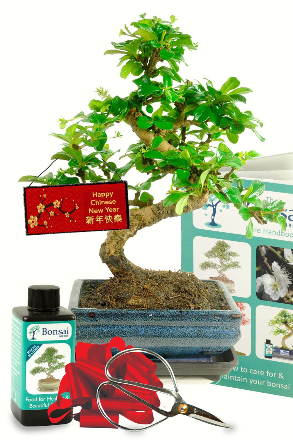 Flowering Twisty Bonsai Tree Offer Chinese New Year GIft