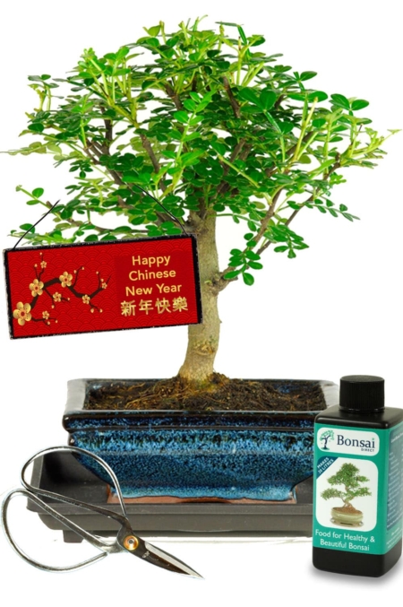 Fresh and zesty fragrant bonsai tree kit New year gift