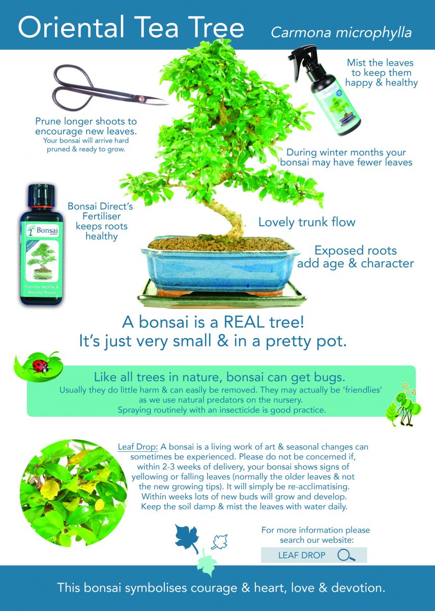 bonsai care