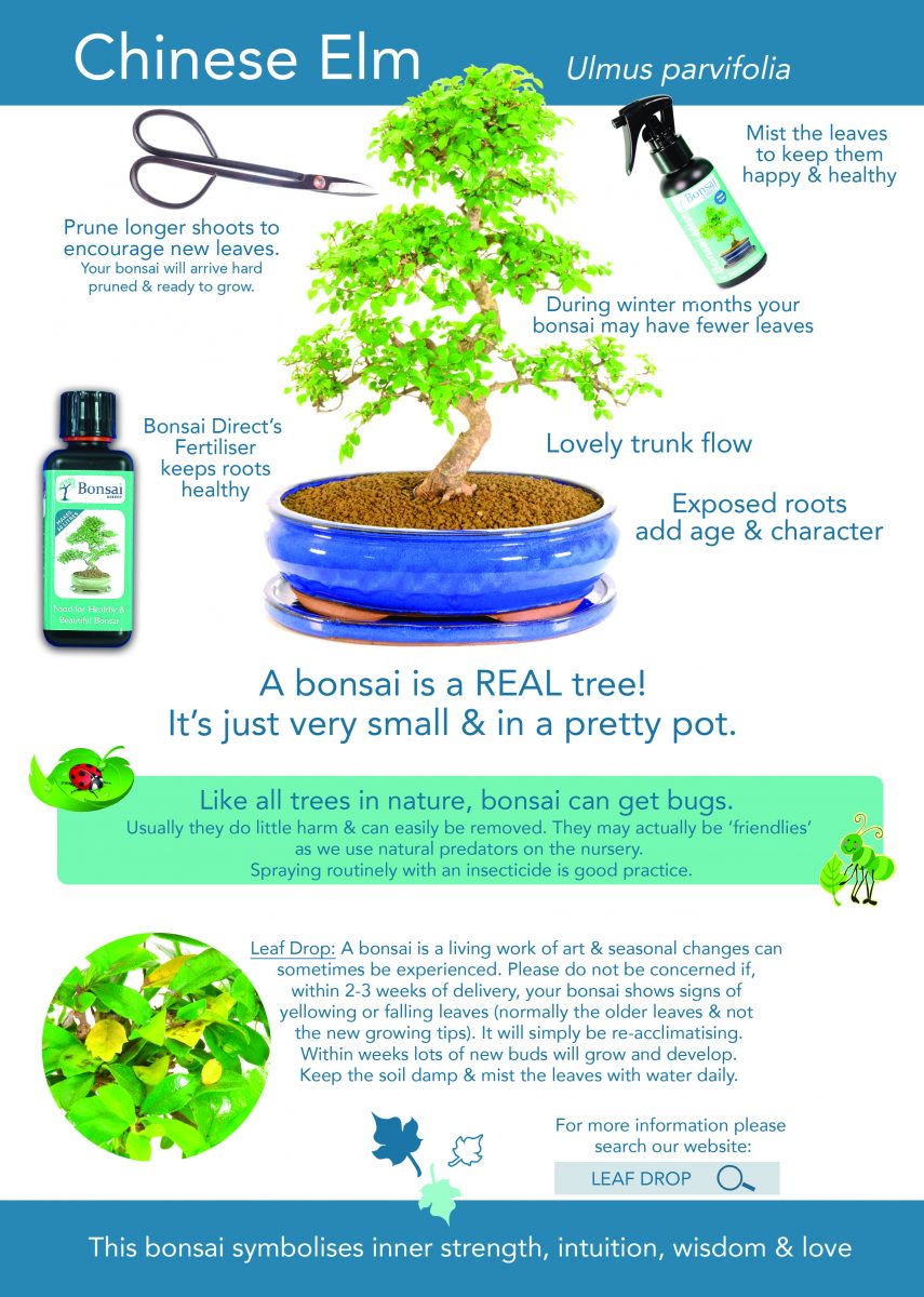 bonsai care