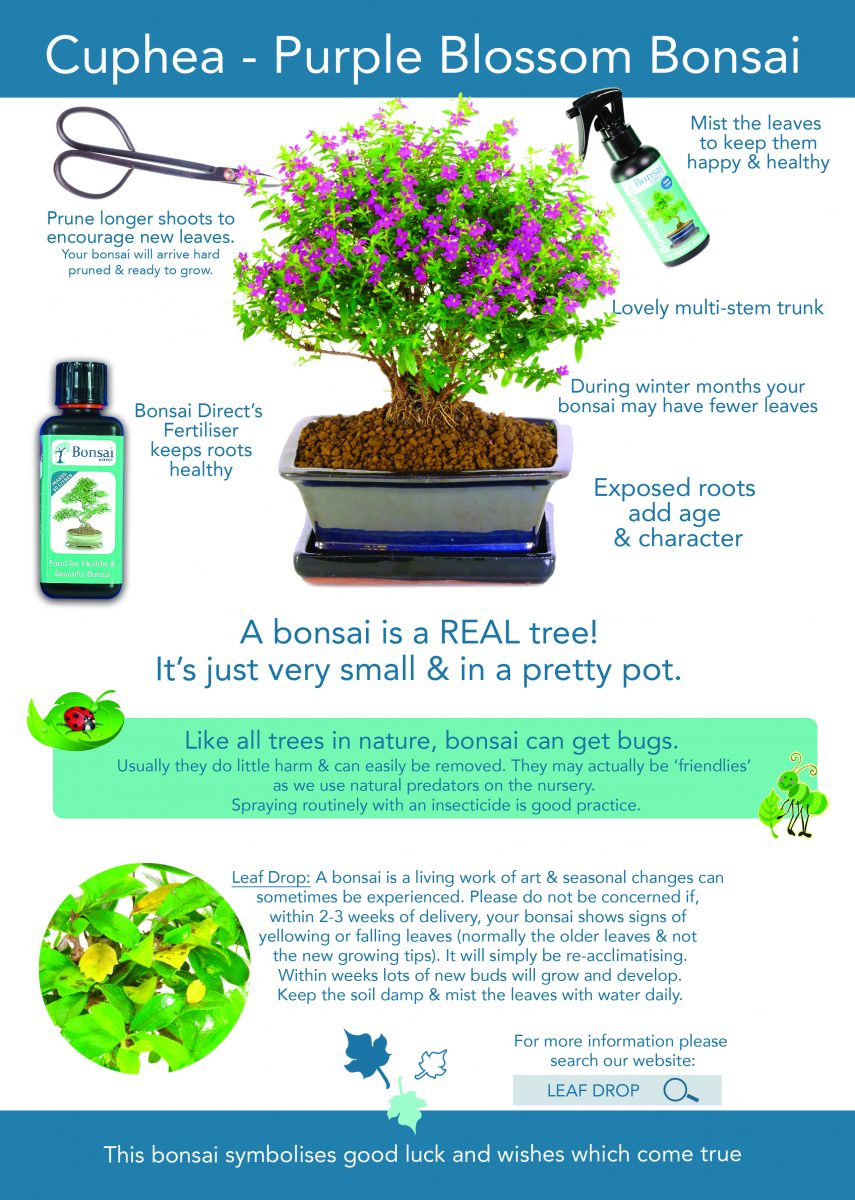 bonsai care
