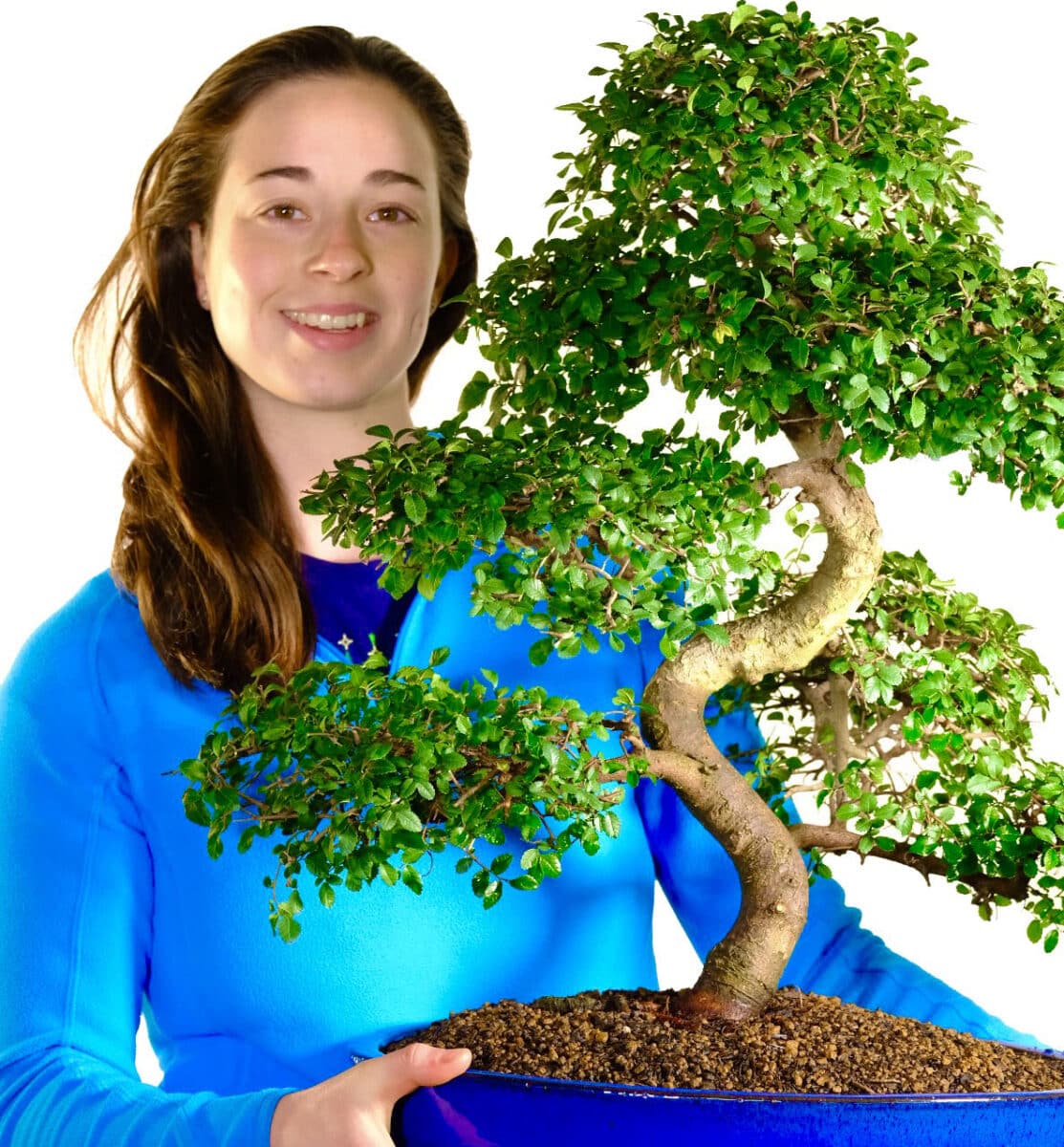 Beautiful Bonsai Tree Range