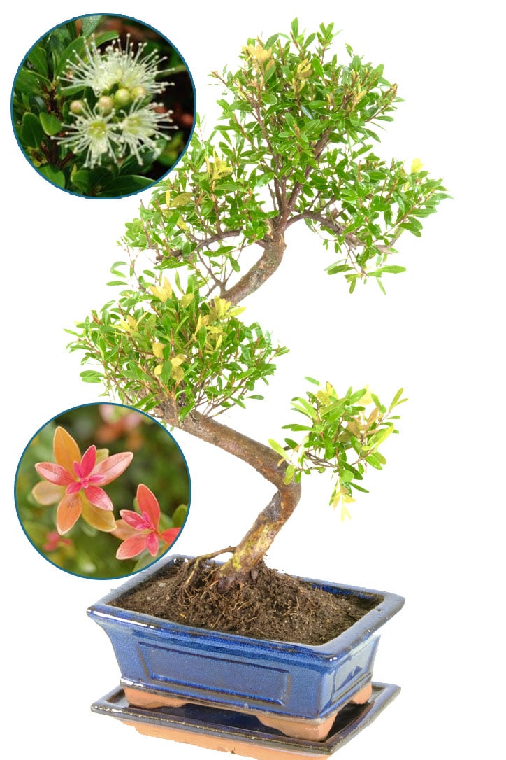 sensational flowering roseately/myrtle twisty bonsai for sale