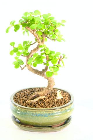 Minimal watering bonsai tree