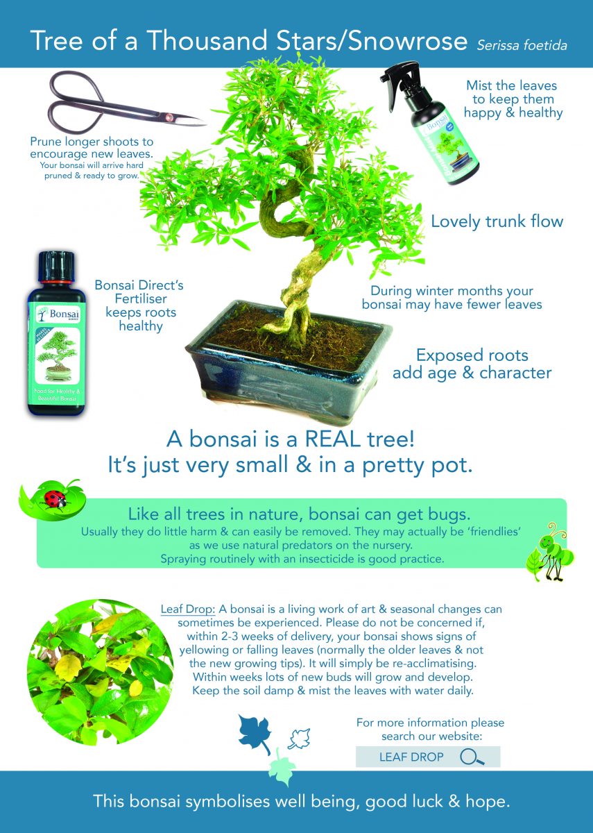 bonsai care