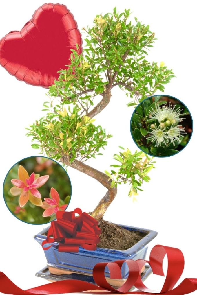 Twisty Flowering Myrtle indoor bonsai Valentine's Day Present