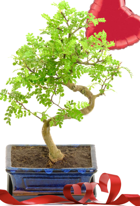 Pepper Beginners Bonsai Tree - Red Heart Balloon. Speedy Valentine's delivery