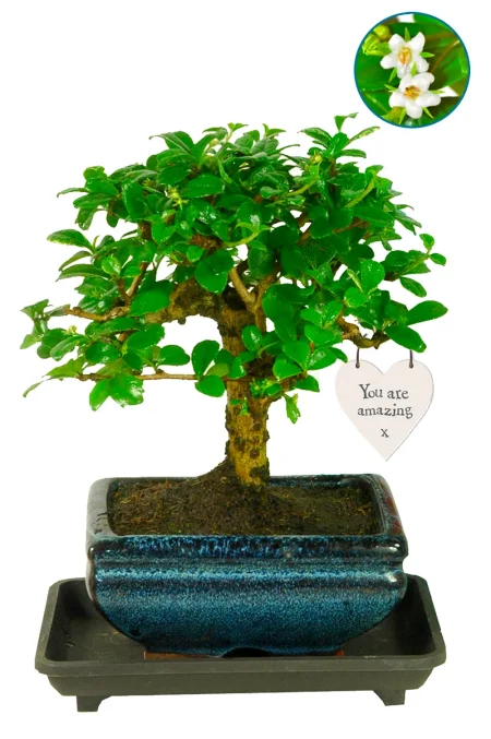 You Are Amazing Gift – Flowering Indoor Baby Bonsai