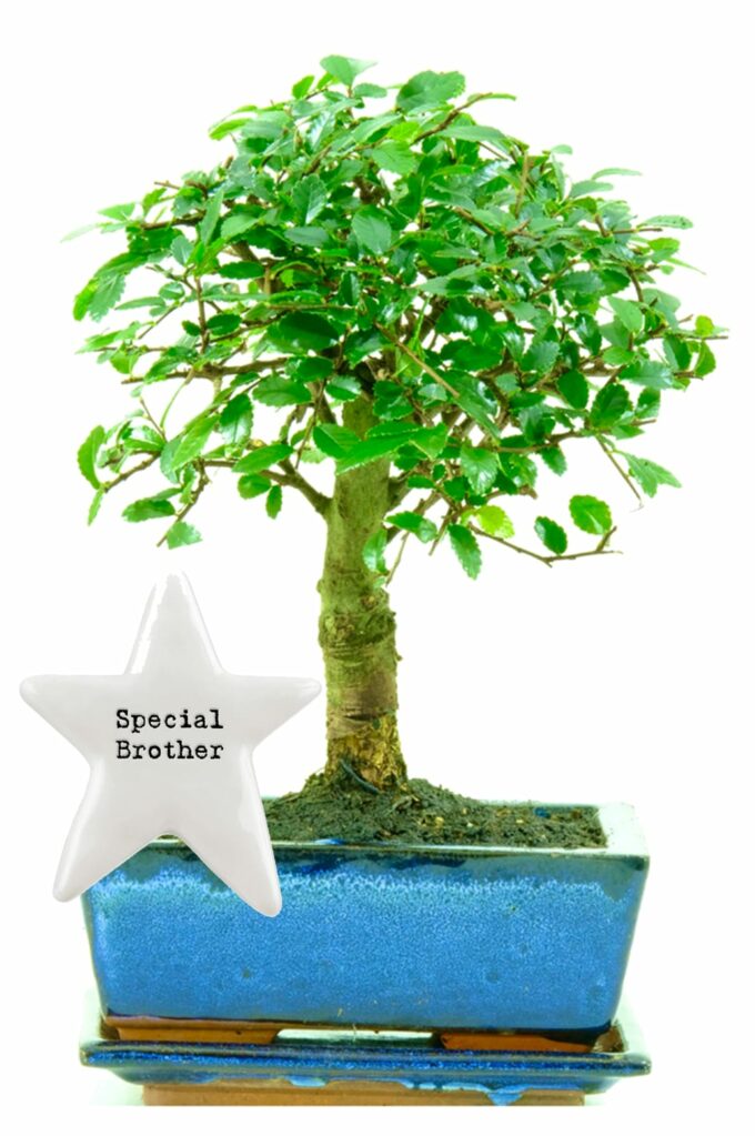 Special brother bonsai birthday gift for sale