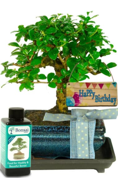 Flowering bonsai gift with hanging tag and gift wrap