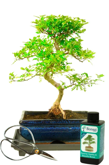 wisty S-Shaped Zesty Indoor Pepper Bonsai Kit - For Beginners