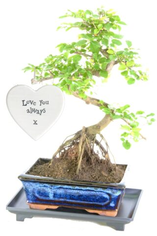 Sensational exposed root design fruiting sweet plum bonsai for sale