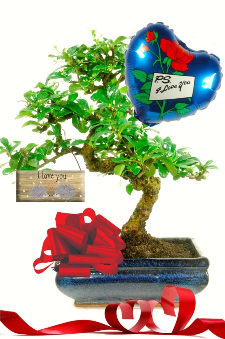 Fabulous 'I Love You' Flowering Bonsai
