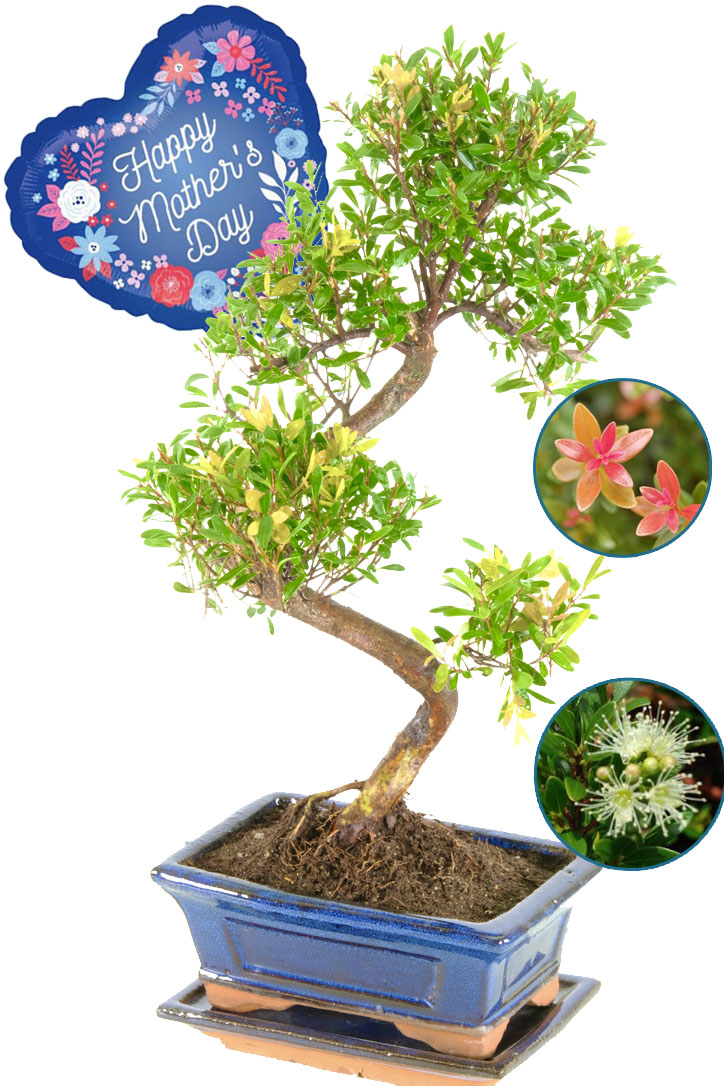 Flowering & Fruiting Myrtle Syzygium bonsai tree with Happy Mother's Day Balloon
