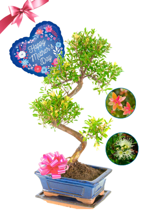 Mother's Day S-Shaped Indoor Bonsai - Cream flowers & Cherry-Like Fruits