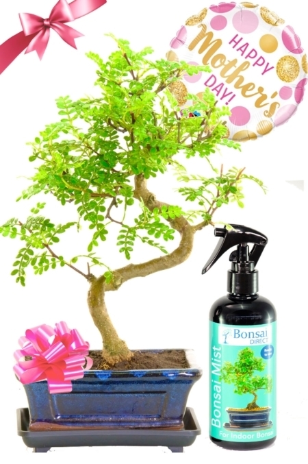 Happy Mothers Day Choice bonsai gift for sale