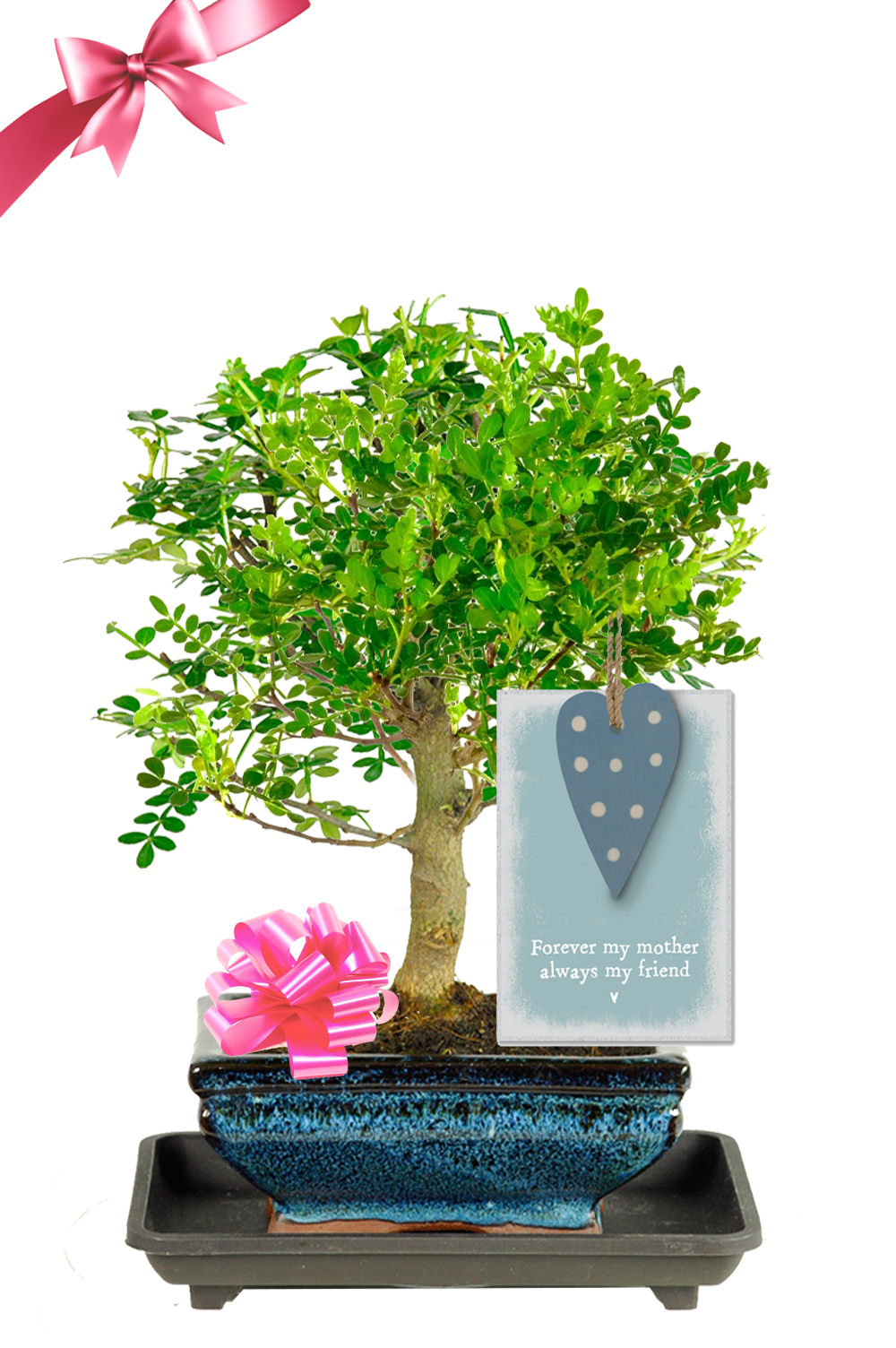 Forever My Mother, Always My Friend bonsai gift for sale