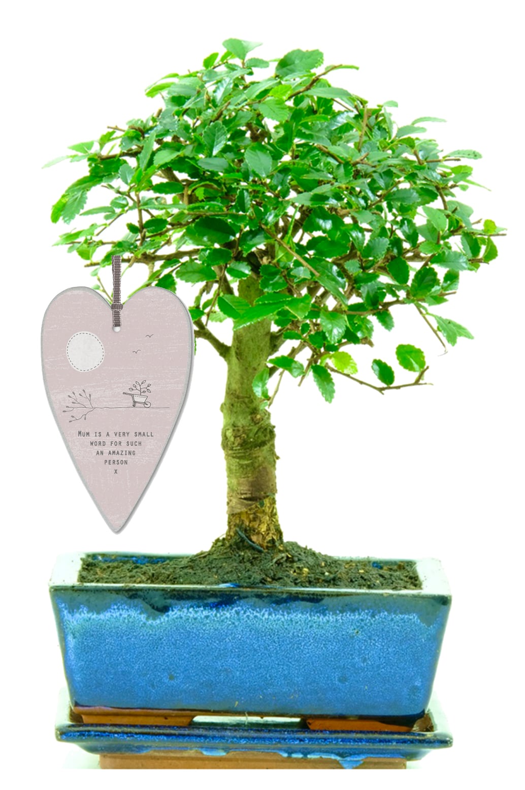 Indoor Chinese Elm starter bonsai tree with drip tray & pink heart tag
