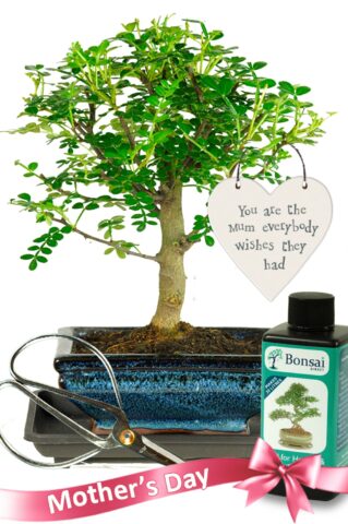 Very cute fragrant indoor bonsai mothers day gift for sale
