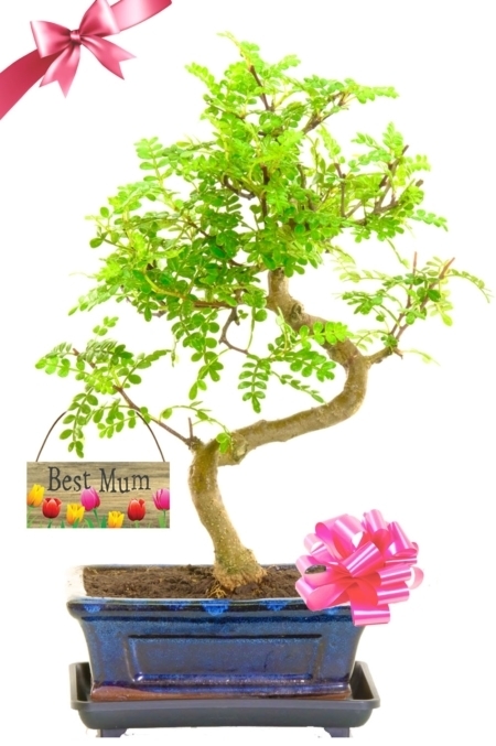 Best mum aromatic Pepper present bonsai tree