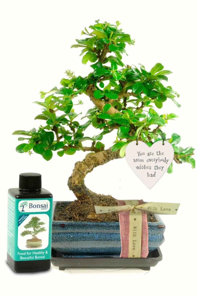 Best Mum Bonsai Tree Gift