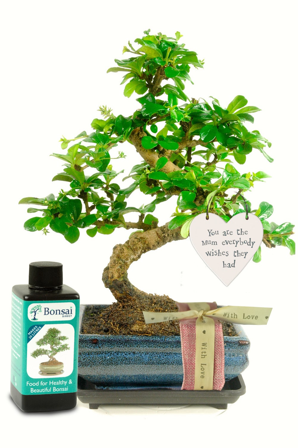 Best Mum Bonsai Tree Gift