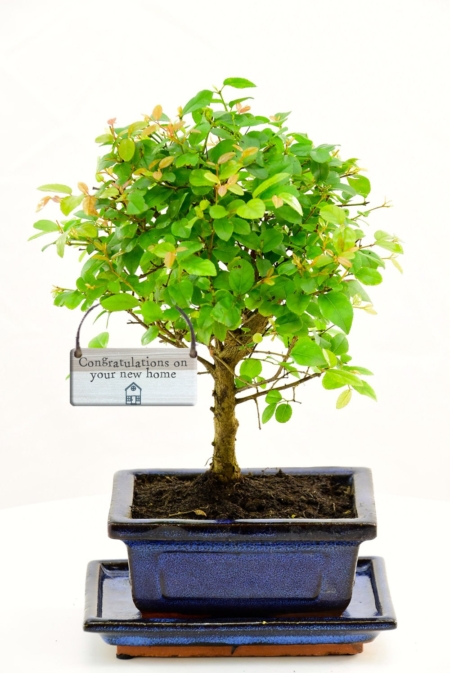 A Blossoming Welcome: The Housewarming Gift Bonsai—a living symbol of new beginnings, merging nature's charm with heartfelt warmth