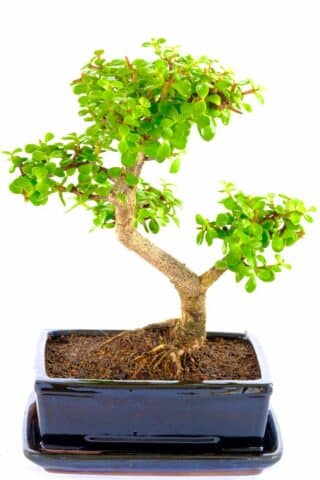 Truly spectacular Jade Bonsai also known as a money tree