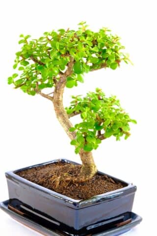 The jade or money tree symbolises good luck and prosperity