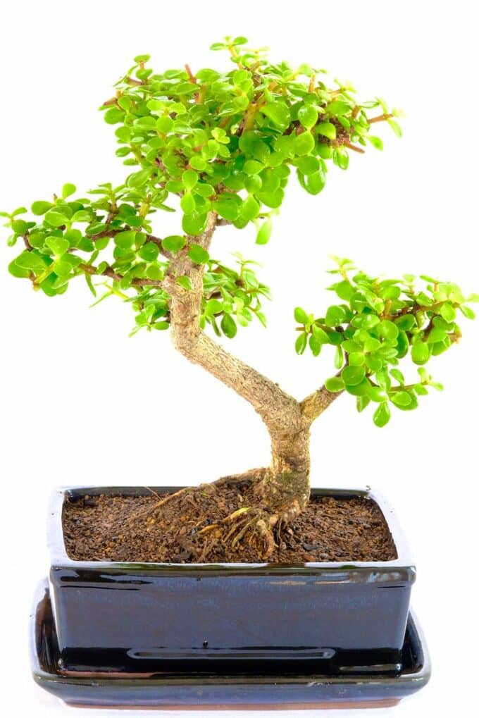 A sensational money tree Bonsai for beginners