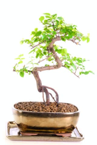 Sensational Sweet Plum bonsai with gnarly character