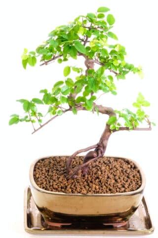 Potted in a modern bronzed ceramic bonsai pot